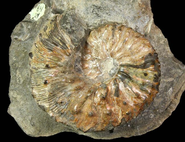 Iridescent, Fossil Ammonite (Discoscaphites) - South Dakota #119380